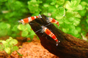 Red Chrystal shrimp