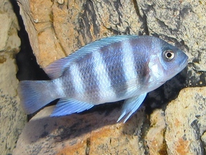 Cyphotilapia frontosa 'blue zaire Kitumba'   4 месяца