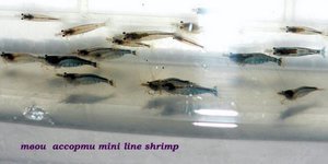 Mini Line Shrimp