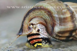 snail_king