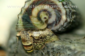 snail_king