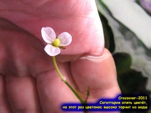 Цветок сагиттарии субулаты