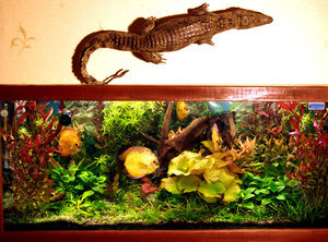 Растительный аквариум с дискусами (общий вид)