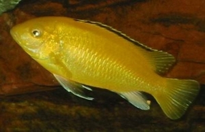 Labidochromis сaeruleus (самец)