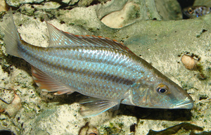 Dimidiochromis compressiceps самец 10 см.