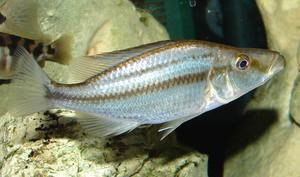 Dimidiochromis compressiceps самка.