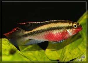 Pelvicachromis pulcher RED жеniк