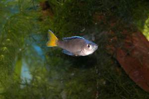 Cyprichromis leptpsoma Mpulungu