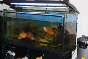 аквариум 500 литров-4
