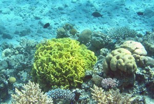 Salad or cabbage coral