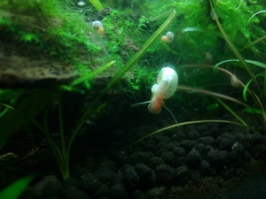 катушки albino perl