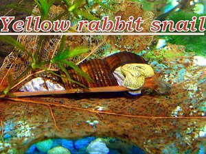 Yellow  rabbit snail