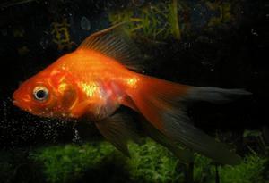 Золотая рыбка - белый налет на хвосте