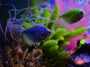 Glofish Cosmic Blue
