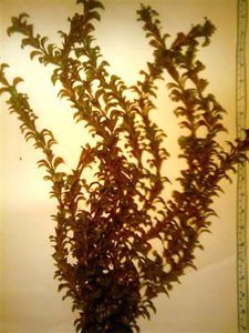 Искуственные растения длинностебельные и в виде анубиаса, б/у. 5 кустиков.