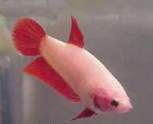 Cambodian red female from internet