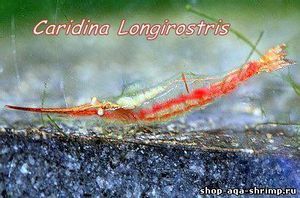 CARIDINA longirostris/креветка красноносая