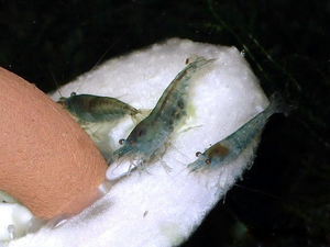 Blue shrimp 	Caridina sp. Cf. multidentata