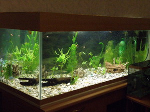 аквариум 250л