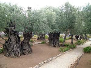 Больше чем 2000-летние оливы Гефсиманского сада