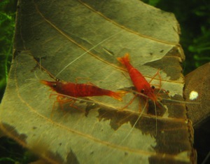 Caridina sulawensis Sp. shrimp