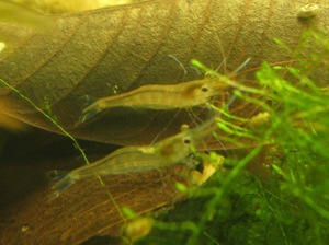 Caridina sulawensis Sp. - Sulawesi Shrimp species - Павлины - мавлины