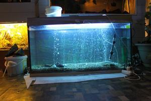 аквариум 300л запущен