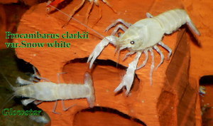 Procambarus clarkii var Snow white