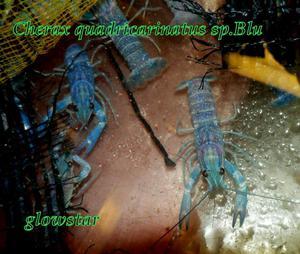cherax quadricarinatus blue
