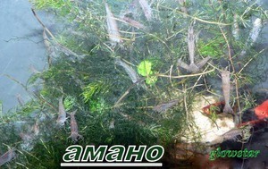креветка Амано (Caridina japonica) Japanese swamp shrimp, Amano shrimp