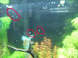 who the hell is that in my shrimptank??