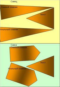 Схема плавников самца и самки Цихлиды