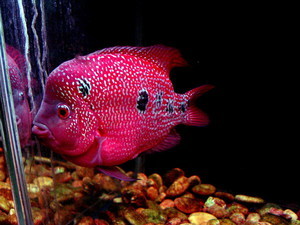 Красивая рыбка. Видновский клуб в  Тайланде.