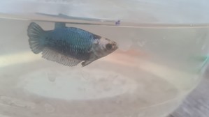 Здоровая рыбка(младше её на несколько месяцев)