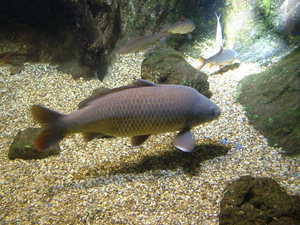 London Aquarium 07