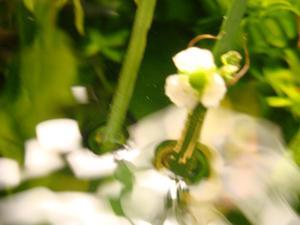 Эхинодорус блехера цветок