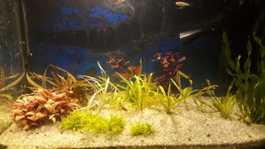 Мой маленький аквариум