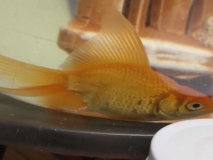 У золотой рыбки выпадает чешуя.