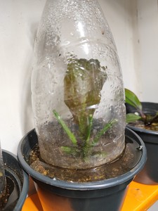 Выращивание эхинодорусов на подоконнике.