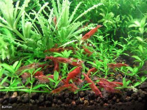 Вишни / Red Cherry Shrimps