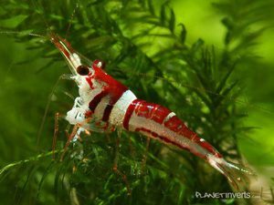 harlequin shrimp sulawesi