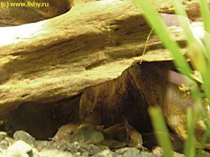Corydoras aeneus - Сомик золотистый