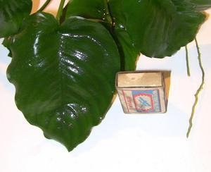 Anubias barteri var. caladiifolia-2