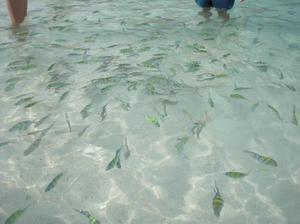 Khai Nok Остров миллиона рыбок