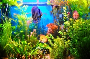 аквариум 18