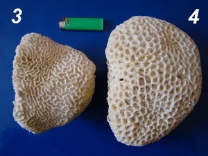 корал