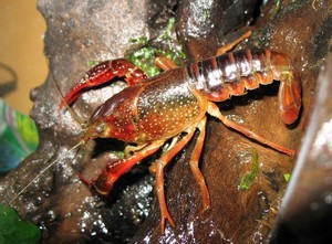 Красный флоридский рак (Procambarus clarkii )