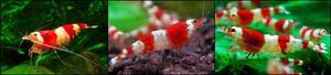 Crystal Red Shrimp Bee Shrimp/красный кристалл