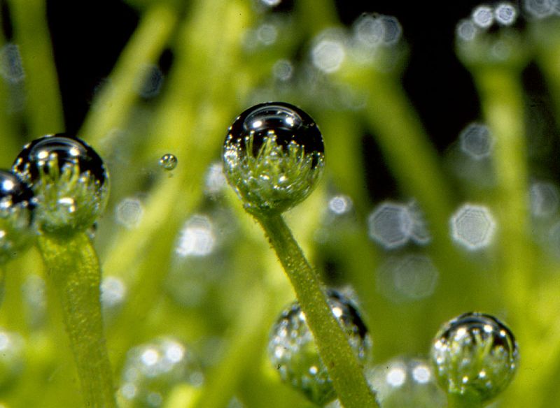 Водные растения пузырьки. Водоросли и кислород. Пузырька растение. Водоросли вырабатывают кислород. Водоросли обогащают воду кислородом.