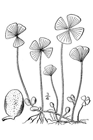 Файл:Марсилия четырехлистная иллюстрация.jpg